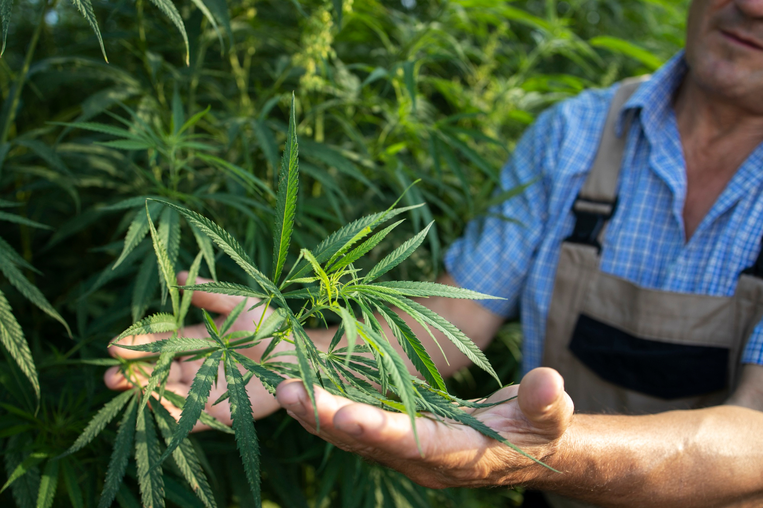 producteur CBD